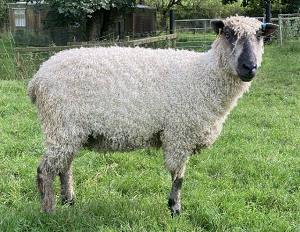Teeswater Sheep Breeders Association